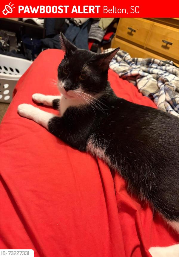 Lost Male Cat last seen Edgewood Dr, Belton, SC 29627