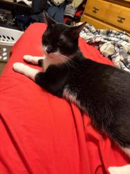 Lost Male Cat last seen Edgewood Dr, Belton, SC 29627