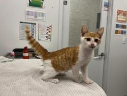 Shelter Stray Male Cat last seen W 14th St & Broadway Blvd, 64105, MO, 7077 Elmwood Ave, Kansas City, MO 64132, USA