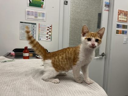 Shelter Stray Male Cat last seen W 14th St & Broadway Blvd, 64105, MO, 7077 Elmwood Ave, Kansas City, MO 64132, USA