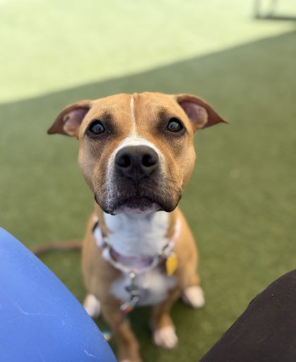 Shelter Stray Female Dog last seen , , OH, 9203 Detroit Ave, Cleveland, OH 44102, USA