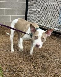 Shelter Stray Female Dog last seen Near Liberty Commons Dr, Atlanta, GA, 1251 Fulton Industrial Blvd NW, Atlanta, GA 30336, USA