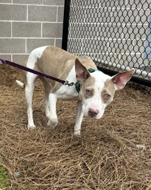 Shelter Stray Female Dog last seen Near Liberty Commons Dr, Atlanta, GA, 1251 Fulton Industrial Blvd NW, Atlanta, GA 30336, USA