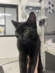 Shelter Stray Female Cat last seen Near Redland Rd NW, Atlanta, GA, 1251 Fulton Industrial Blvd NW, Atlanta, GA 30336, USA