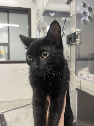 Shelter Stray Female Cat last seen Near Redland Rd NW, Atlanta, GA, 1251 Fulton Industrial Blvd NW, Atlanta, GA 30336, USA