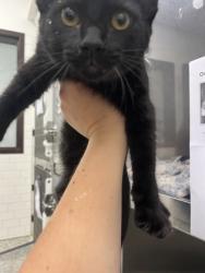 Shelter Stray Female Cat last seen Near Redland Rd NW, Atlanta, GA, 1251 Fulton Industrial Blvd NW, Atlanta, GA 30336, USA