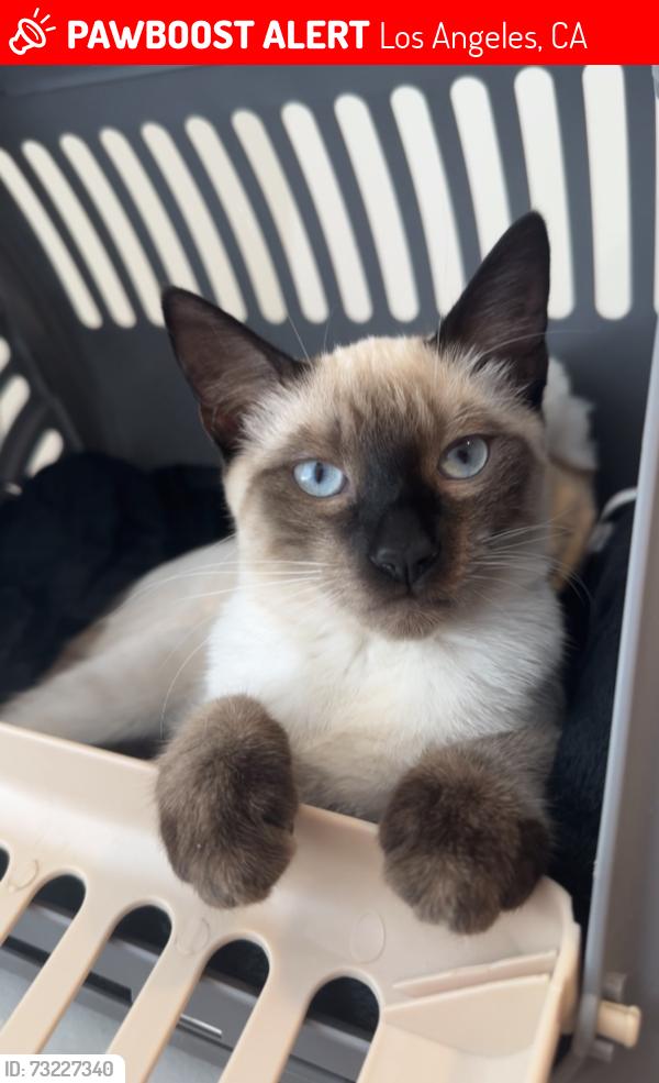 Lost Female Cat last seen Armenian apostolic church, Los Angeles, CA 91042