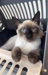 Lost Female Cat last seen Armenian apostolic church, Los Angeles, CA 91042