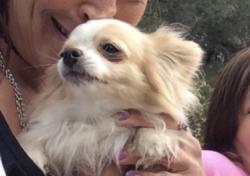Lost Male Dog last seen Kedall, Lucerne Valley, CA 92356