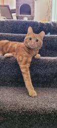 Reunited Male Cat last seen Terry's Office Tavern, Tacoma, WA 98407