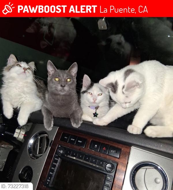 Lost Male Cat last seen Near salais st La Puente Ca, La Puente, CA 91744
