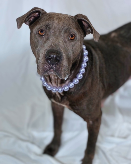 Shelter Stray Female Dog last seen Near Linwood rd, County/Unicorporated, NC, 1491 Business Park Ct, Gastonia, NC 28052, USA