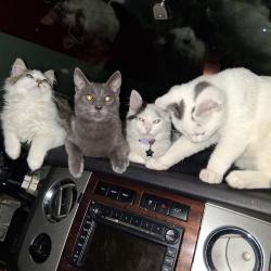 Lost Male Cat last seen Near salais st La Puente Ca, La Puente, CA 91744