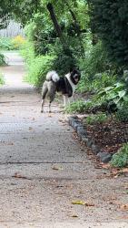 Found/Stray Unknown Dog last seen Allen’s lane and cresheim, Philadelphia, PA 19119