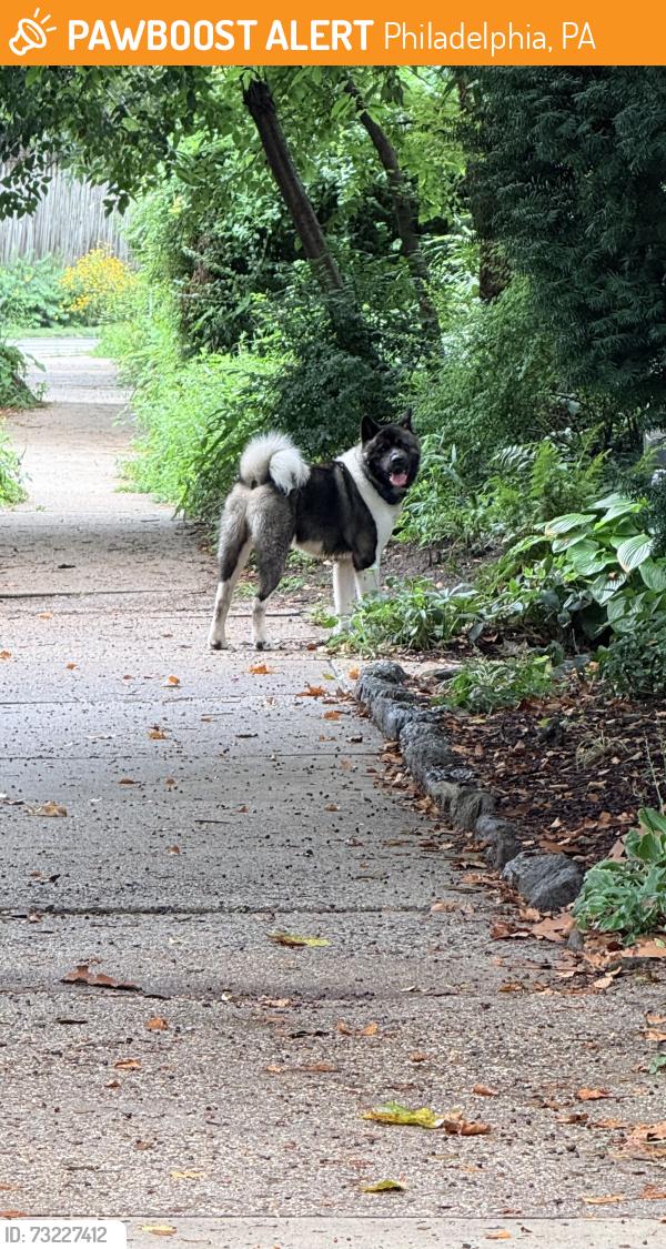 Found/Stray Unknown Dog last seen Allen’s lane and cresheim, Philadelphia, PA 19119