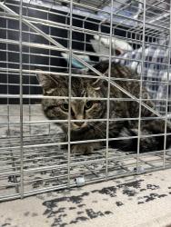Found/Stray Unknown Cat last seen Malcolm Ave SE & University Ave, Minneapolis, MN 55414