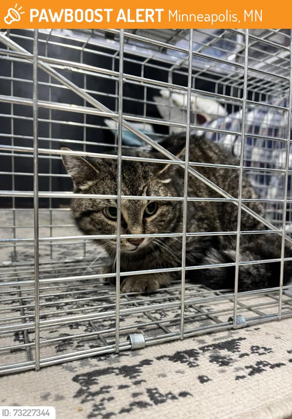 Found/Stray Unknown Cat last seen Malcolm Ave SE & University Ave, Minneapolis, MN 55414