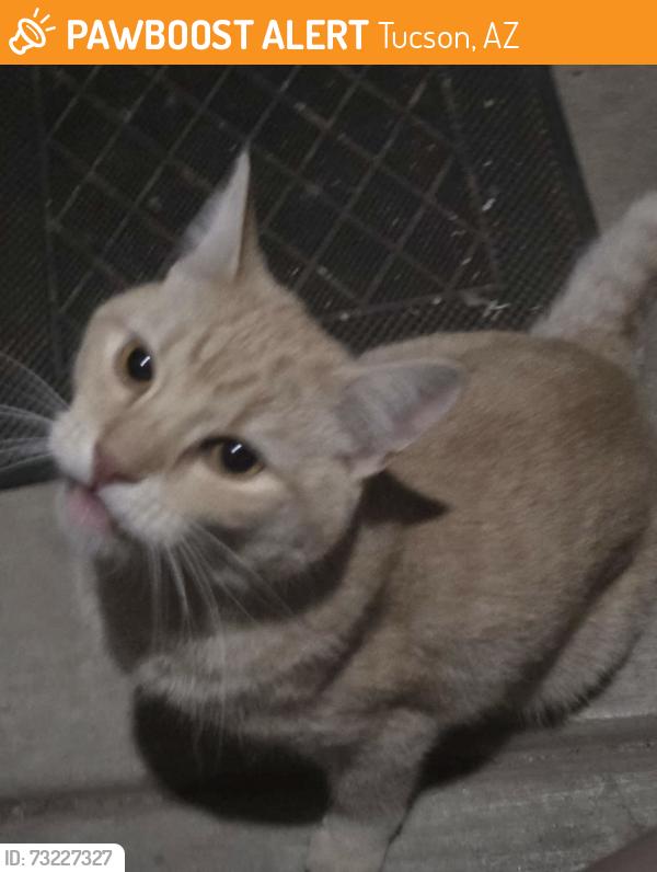 Found/Stray Unknown Cat last seen N Los Altos and e Navajo, Tucson, AZ 85705
