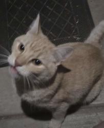 Found/Stray Unknown Cat last seen N Los Altos and e Navajo, Tucson, AZ 85705