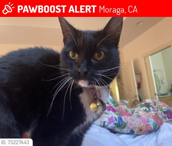 Lost Female Cat last seen Via Granada, Moraga, CA 94556