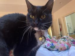 Lost Female Cat last seen Via Granada, Moraga, CA 94556