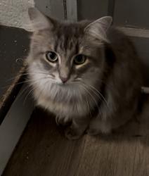 Lost Female Cat last seen Beechwold neighborhood, Columbus, OH 43214