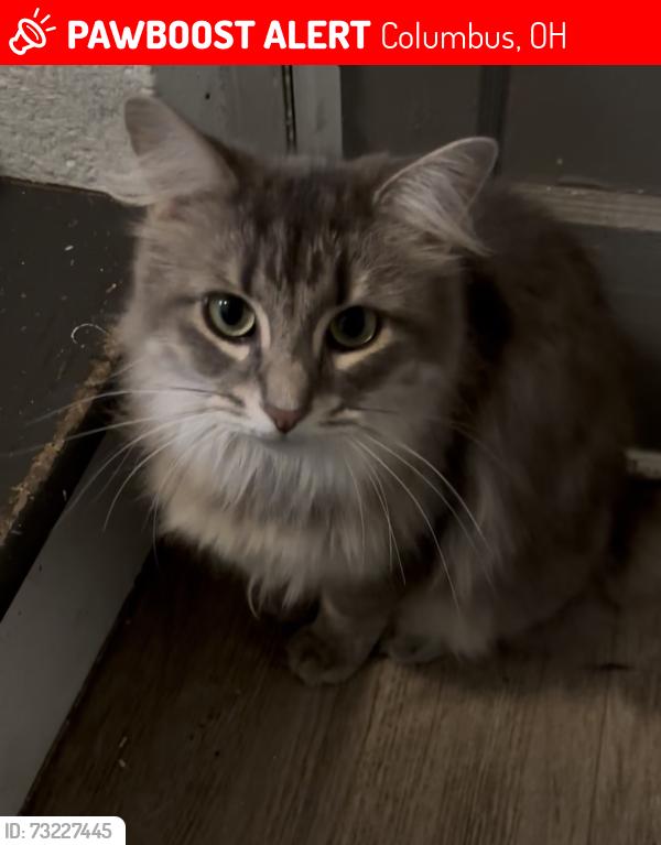 Lost Female Cat last seen Beechwold neighborhood, Columbus, OH 43214