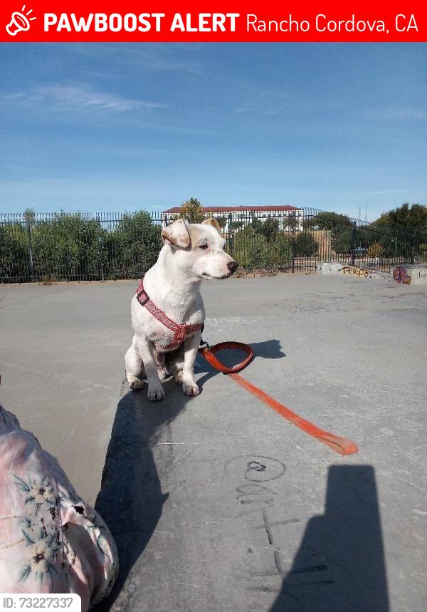 Lost Male Dog last seen Power Inn Rd and Folsom Blvd, Sacramento, CA 95826