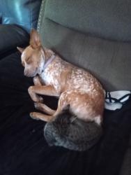 Lost Female Dog last seen Close to bark park area grimes circle, Randall County, TX 79015