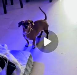 Reunited Female Dog last seen Coral way & 60th ct, Miami, FL 33145