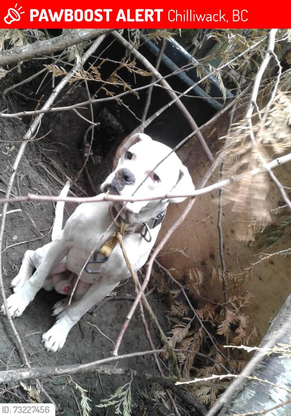 Lost Male Dog last seen On the way store, Chilliwack, BC 