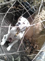 Lost Male Dog last seen On the way store, Chilliwack, BC 