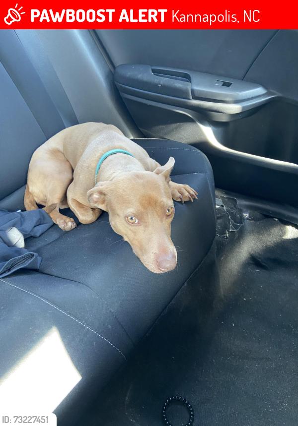 Lost Female Dog last seen Unknown, Kannapolis, NC 28082
