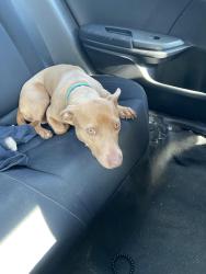Lost Female Dog last seen Unknown, Kannapolis, NC 28082