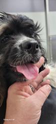 Lost Female Dog last seen Jenkins, Columbus, OH 43207