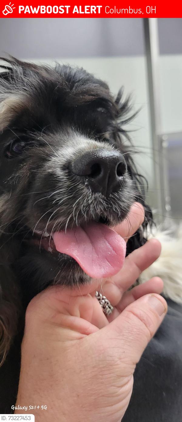 Lost Female Dog last seen Jenkins, Columbus, OH 43207