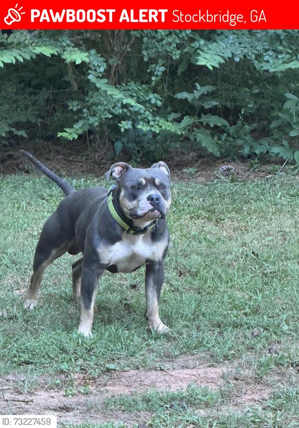 Lost Male Dog last seen Behind the Kroger on Hudson bridge, Stockbridge, GA 30281
