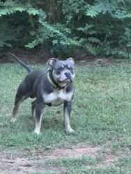 Lost Male Dog last seen Behind the Kroger on Hudson bridge, Stockbridge, GA 30281