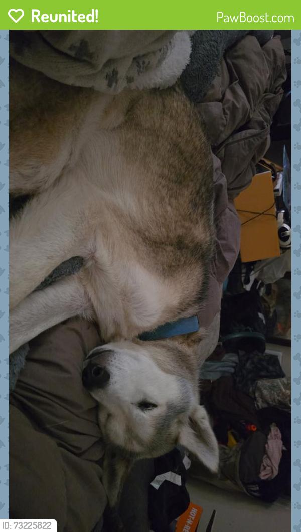 Reunited Male Dog last seen Hilltop Markey, Kelso, WA 98626
