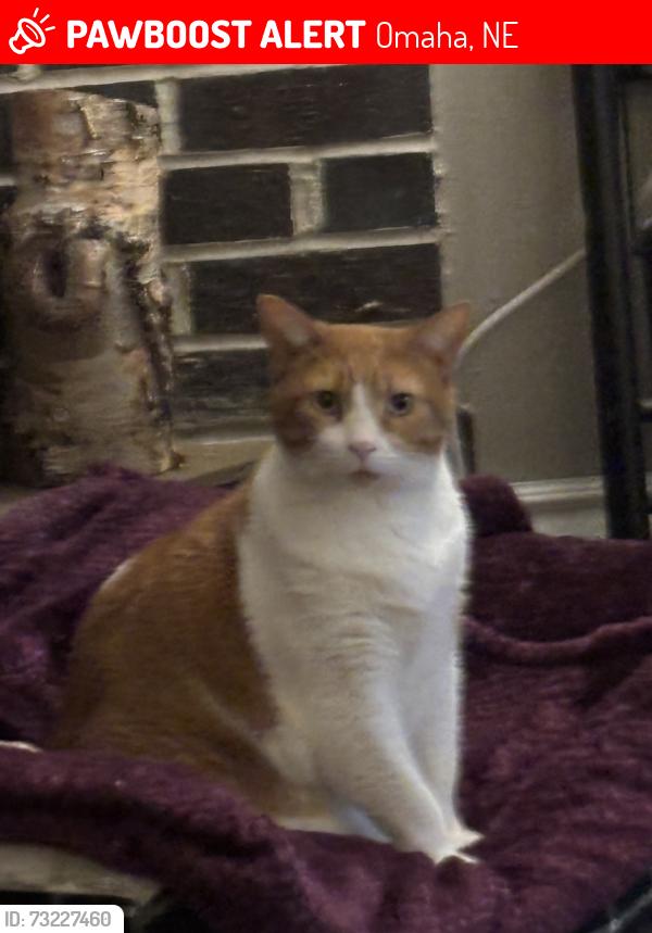 Lost Female Cat last seen 146th Street and Stonybrook Blvd, Omaha, NE 68137