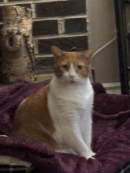 Lost Female Cat last seen 146th Street and Stonybrook Blvd, Omaha, NE 68137