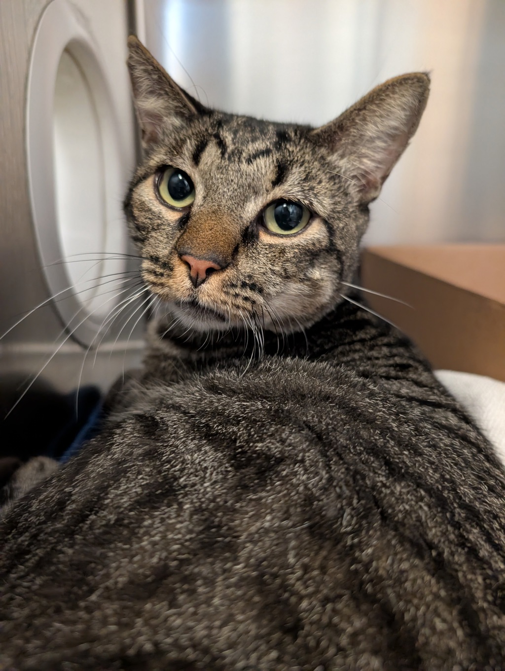 Shelter Stray Male Cat last seen Near S 29th Street, San Diego, CA, 92113, 5500 Gaines St, San Diego, CA 92110, USA