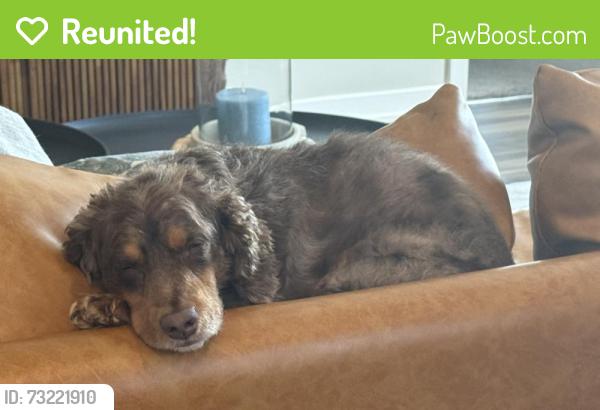 Reunited Male Dog last seen Narcoossee Road and Tagore Place, Orlando, FL 32832
