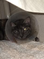 Shelter Stray Female Cat last seen Near Via San Blas, San Diego, CA, 92126, 5500 Gaines St, San Diego, CA 92110, USA