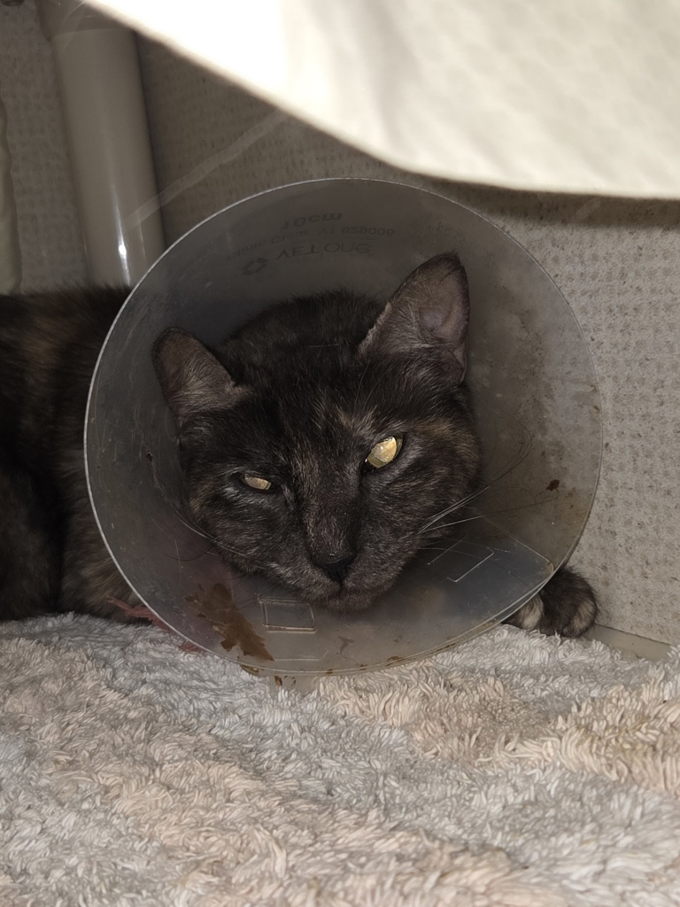 Shelter Stray Female Cat last seen Near Via San Blas, San Diego, CA, 92126, 5500 Gaines St, San Diego, CA 92110, USA