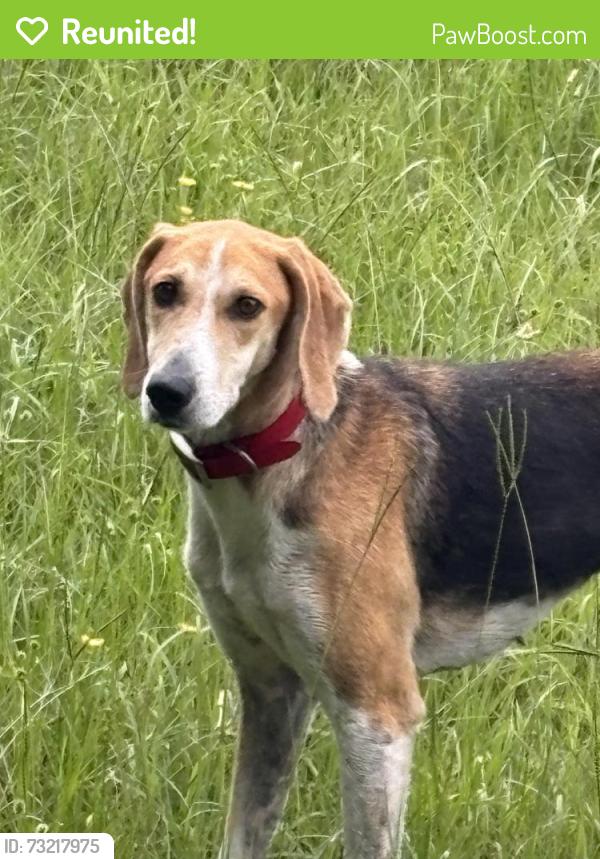 Reunited Unknown Dog last seen Old Fairground/ Bailey’s Crossroads, Benson, NC 27504
