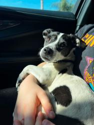 Reunited Unknown Dog last seen Harrison & Whispering Hills EASTVALE CA, Eastvale, CA 92880