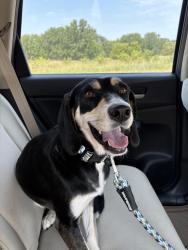 Lost Female Dog last seen Knollwood, St. Louis Park, MN 55426