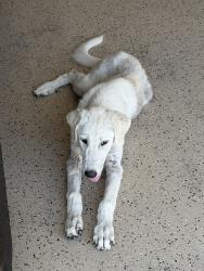 Reunited Female Dog last seen Oeste Golf Course, Willow Park, TX 76087