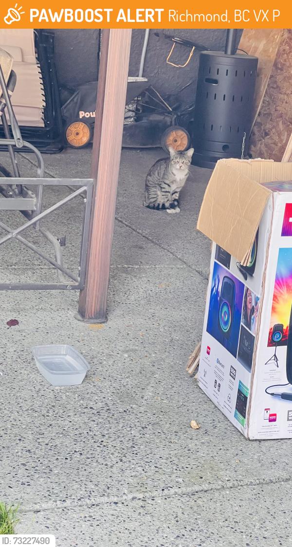 Found/Stray Unknown Cat last seen Bridgeport and Shell, Richmond BC, Richmond, BC V6X 2P2